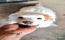 Mixed Breed dogs for adoption: Chory. Approx 6 years. **Urgent adoption**  - Advert 3