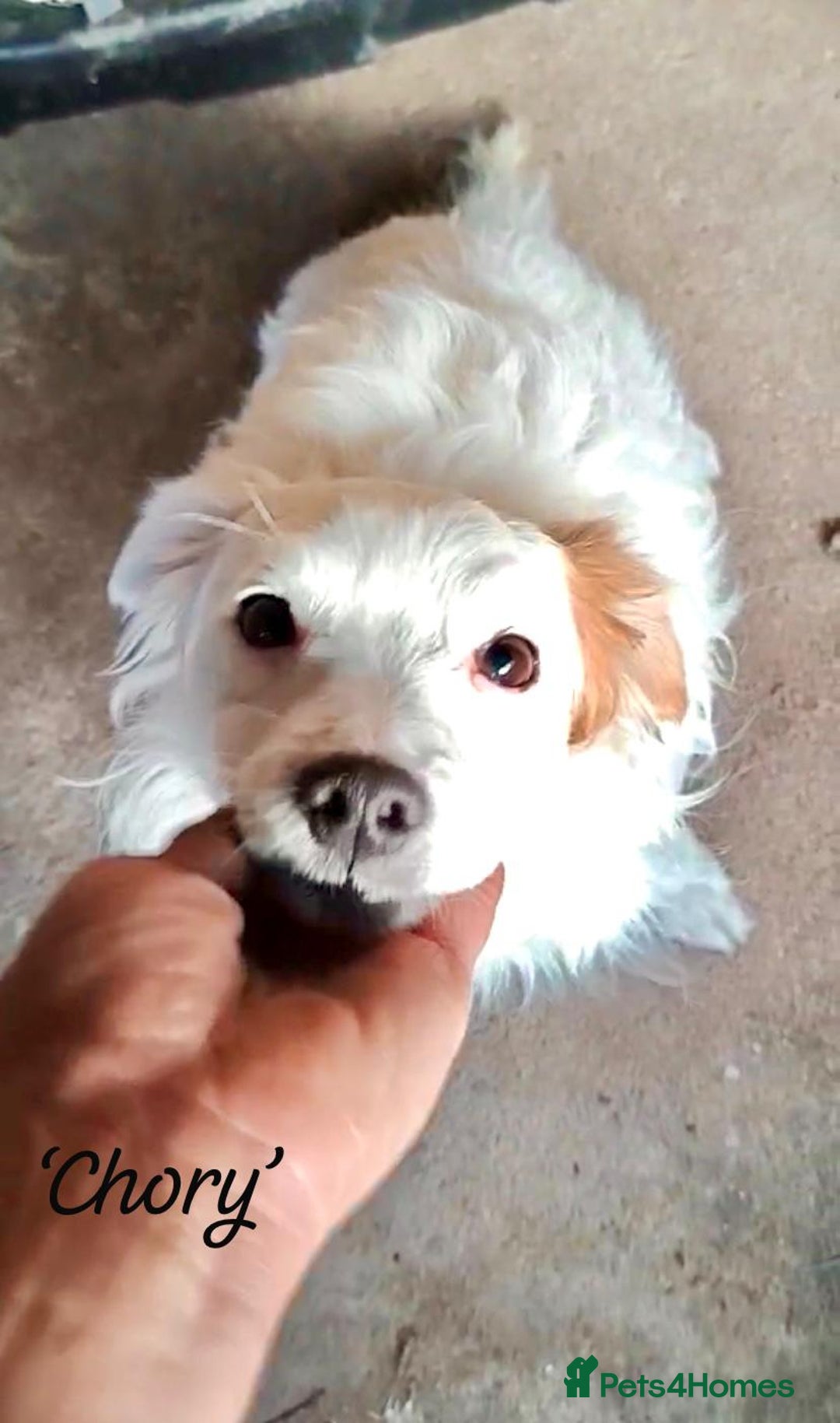 Mixed Breed dogs for adoption: Chory. Approx 6 years. **Urgent adoption**  - Advert 3