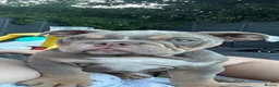 English Bulldog dogs for sale: Beautiful English bulldog  - Advert 1
