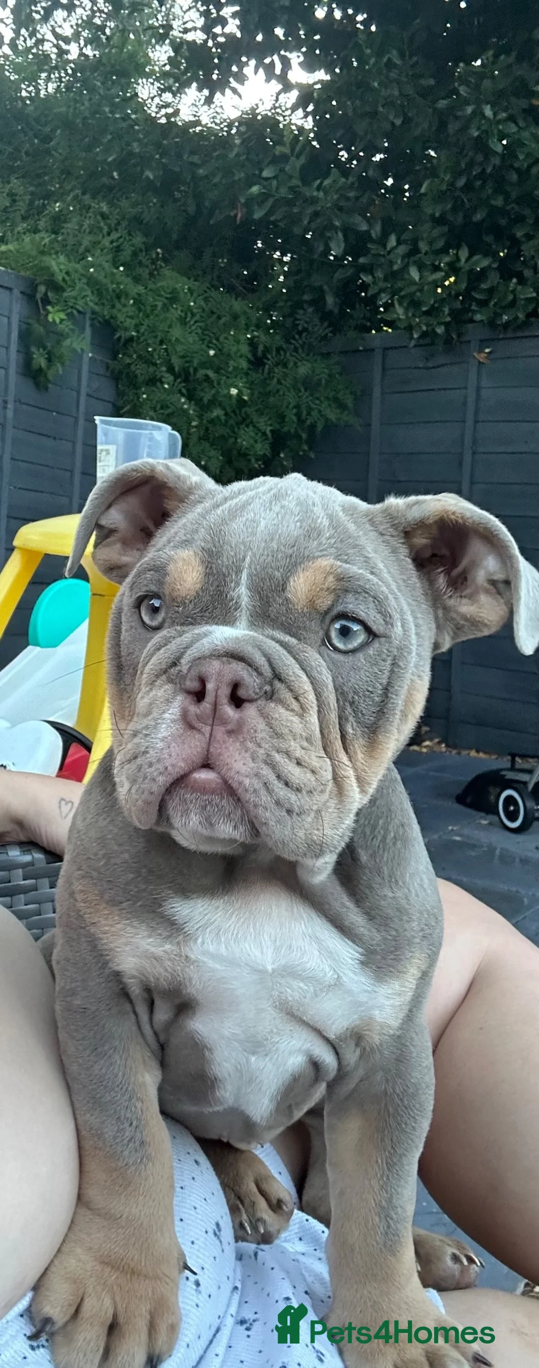 English Bulldog dogs for sale: Beautiful English bulldog  - Advert 1