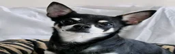 Chihuahua dogs for sale: Pepe and Coco are looking for a new home in London - Advert 7
