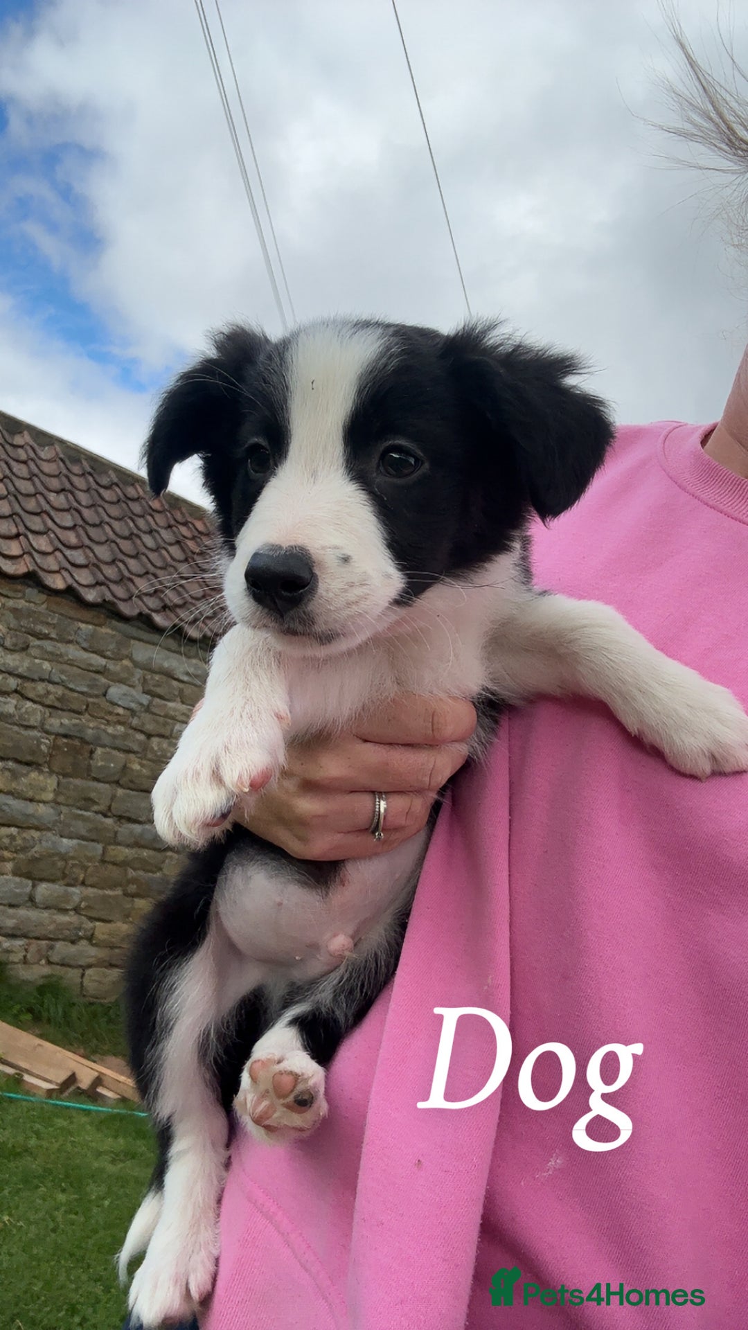 Border Collie dogs for sale: Border collie puppies ready now  - Image 19