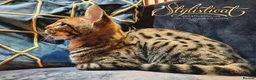Savannah cats for sale: Proven stud and Young adult F3 female on active re - Advert 15