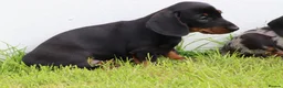 Dachshund dogs for sale: Miniature Dachshund puppies for sale - Advert 33