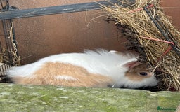 Lionhead rabbits for sale: Rabbit for sale  - Image 4