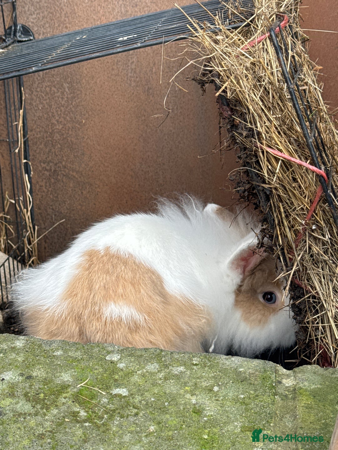 Lionhead rabbits for sale: Rabbit for sale  - Image 4