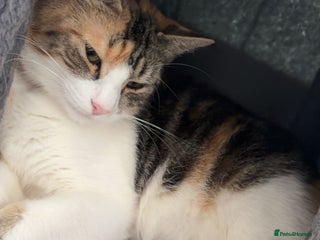 Domestic Shorthair cats - Advert 30