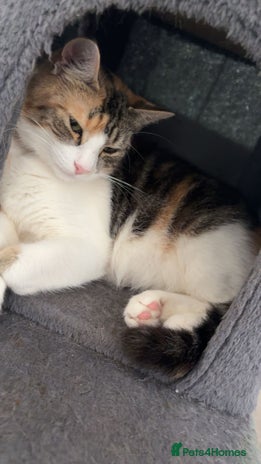 Domestic Shorthair cats - Advert 14
