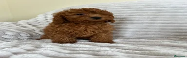 Cavapoo 4