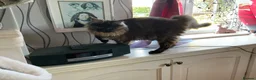 Maine Coon cats for sale: 🐾 Beautiful Maine Coon Tortie Female  - Advert 7
