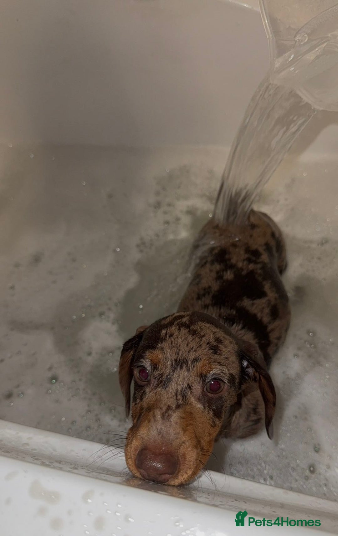 Dachshund dogs for sale: Dachshund puppy - Advert 8