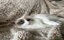 Ragdoll cats for sale: GCCF Registered Female Adult Ragdoll - Spayed - Image 7