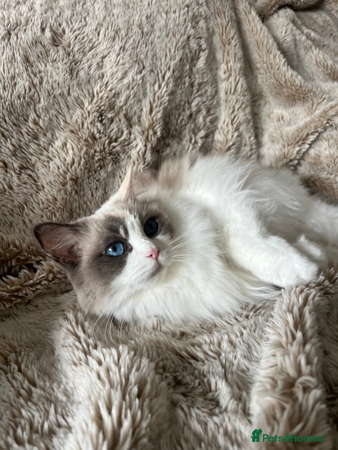 Ragdoll cats for sale: GCCF Registered Female Adult Ragdoll - Spayed - Image 7