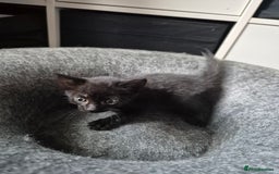 Domestic Shorthair cats for sale: Beautiful babies  - Image 6
