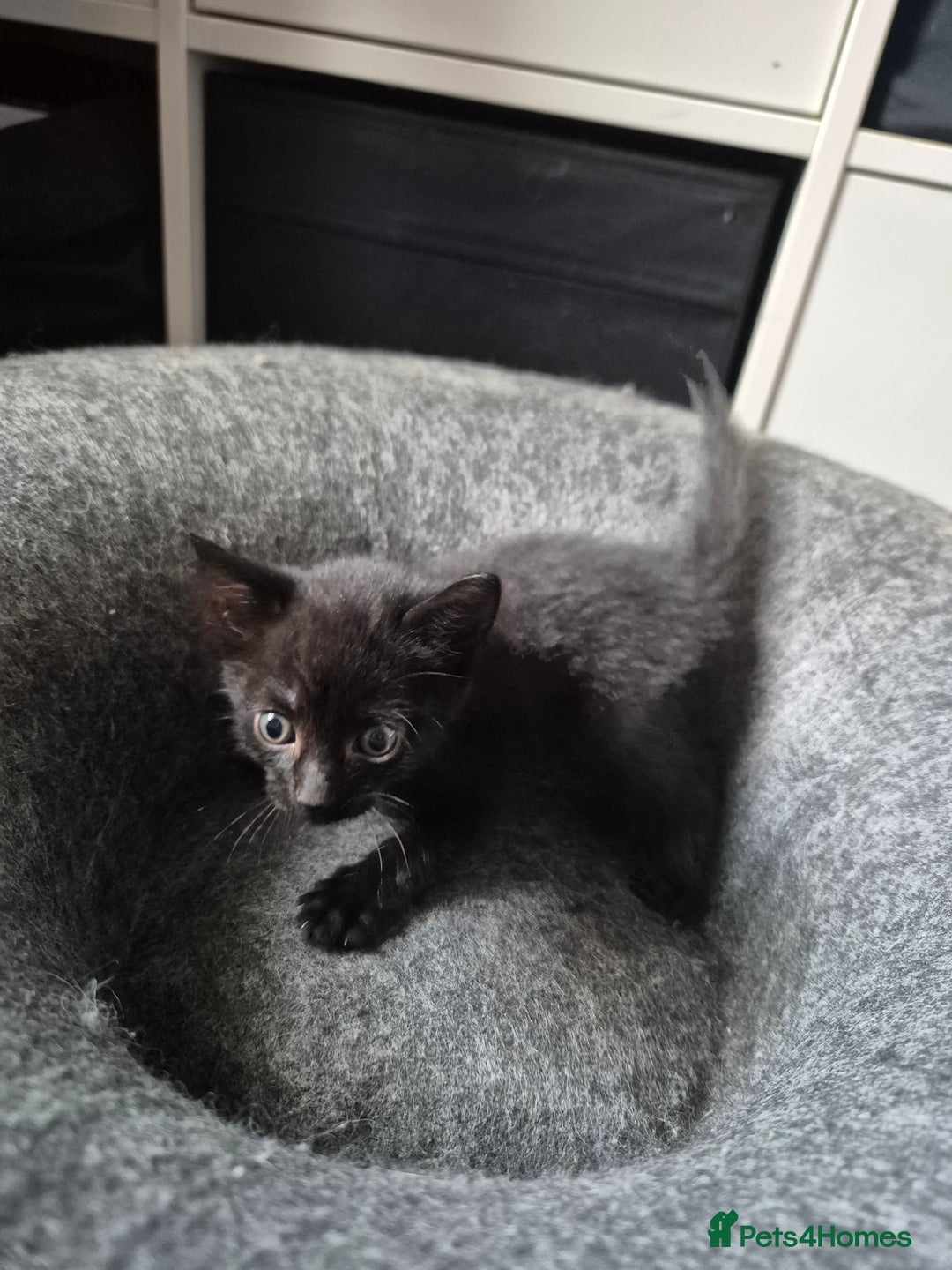 Domestic Shorthair cats for sale: Beautiful babies  - Image 6