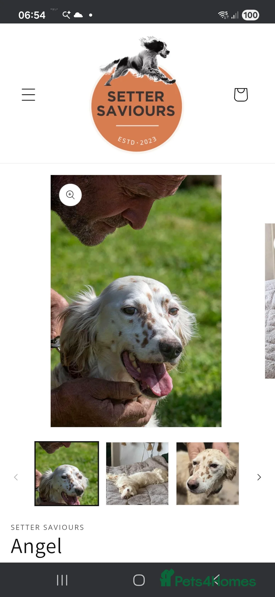 English Setter dogs for adoption: Angel - Advert 2