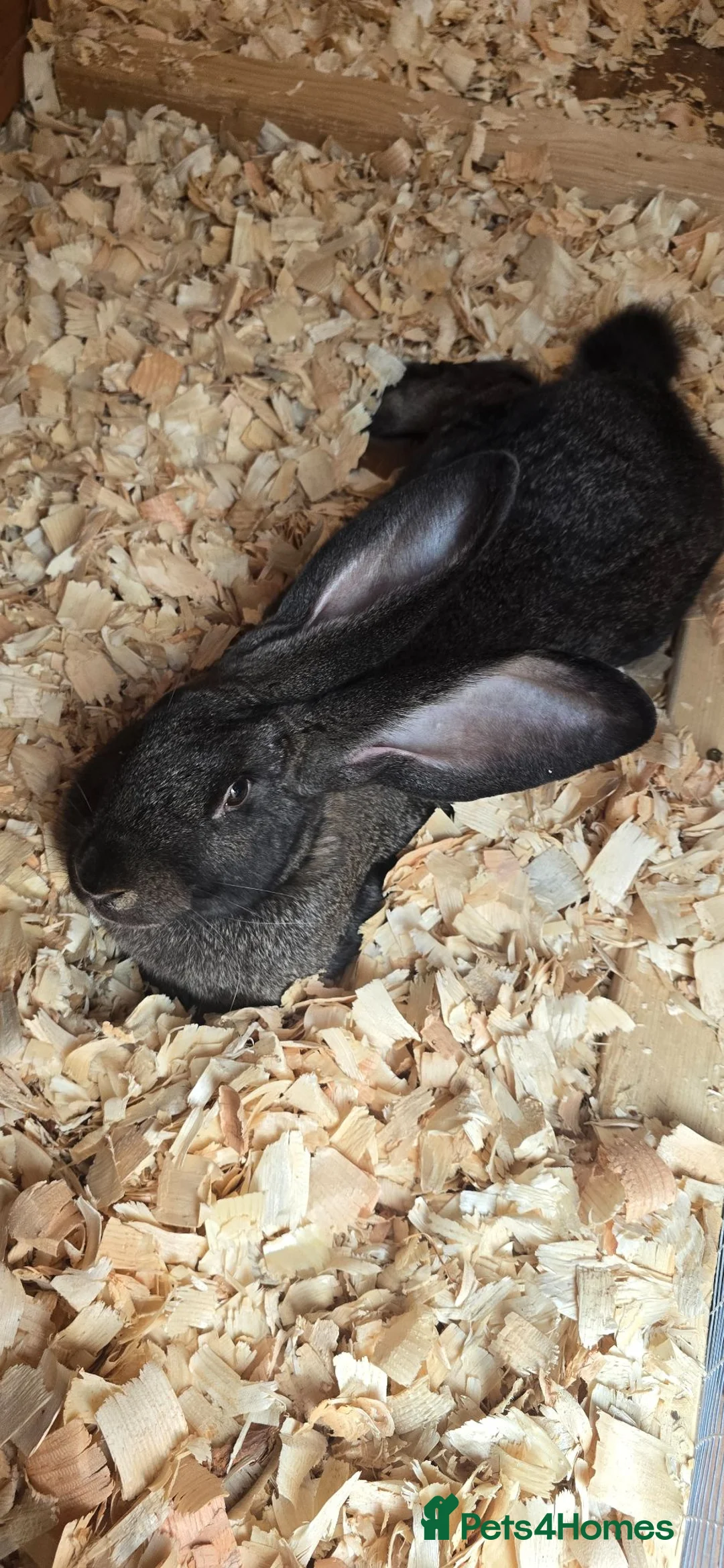Continental Giant rabbits for sale: Male and female gaints  - Advert 1