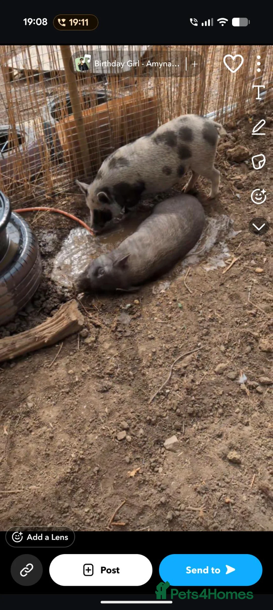Pig livestock for sale: Two female Juliana pigs - Advert 4