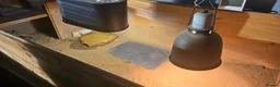 Tortoise reptiles for sale: 3-Year-Old Horsfield Tortoise + Complete Setup - Advert 8