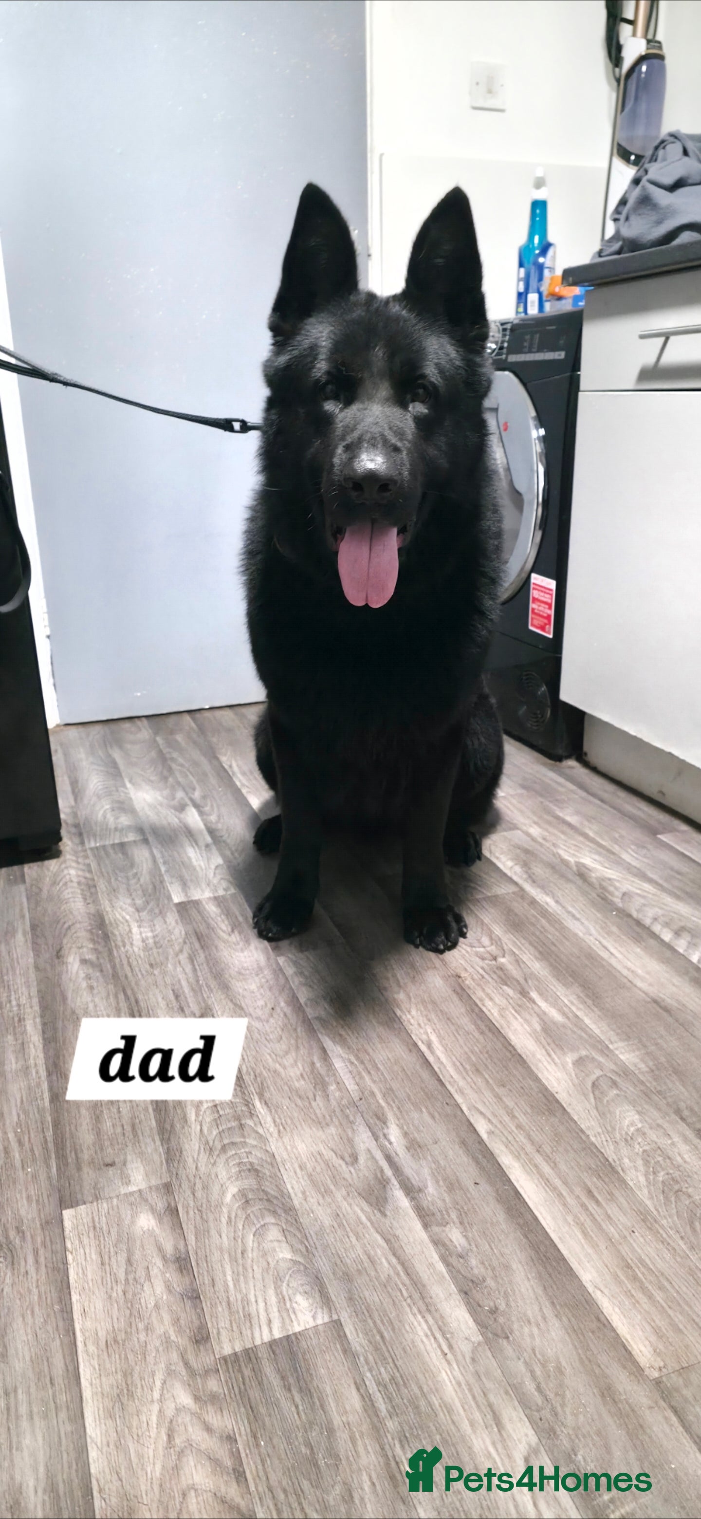 German Shepherd dogs Looking for their forever homes, 2 GSD females - Advert 7