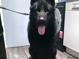 German Shepherd dogs Looking for their forever homes, 2 GSD females - Advert 4