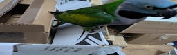 Parakeets birds for sale: Chinese Parakeet Derbyan Parakeet friendly - Advert 24