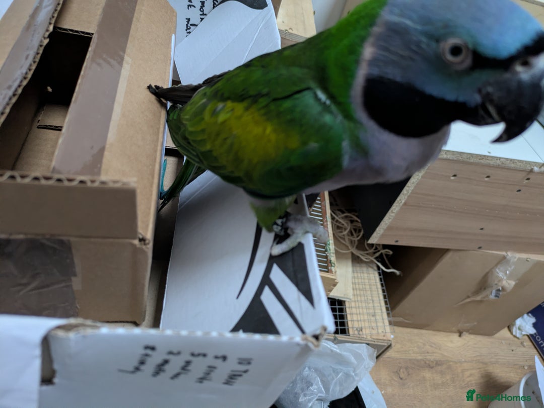 Parakeets birds for sale: Chinese Parakeet Derbyan Parakeet friendly - Advert 24
