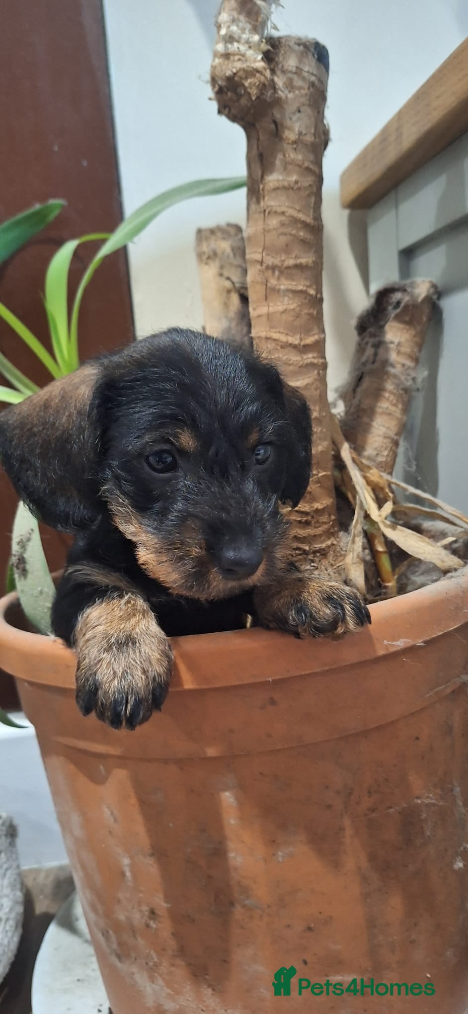 Dachshund dogs 2 male Standard Wirehaired Dachshund puppies  - Advert 1
