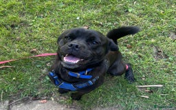 Pug dogs for adoption: Benedict - Image 1