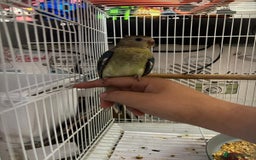 Parakeets birds for sale: Young female red rump  - Image 6