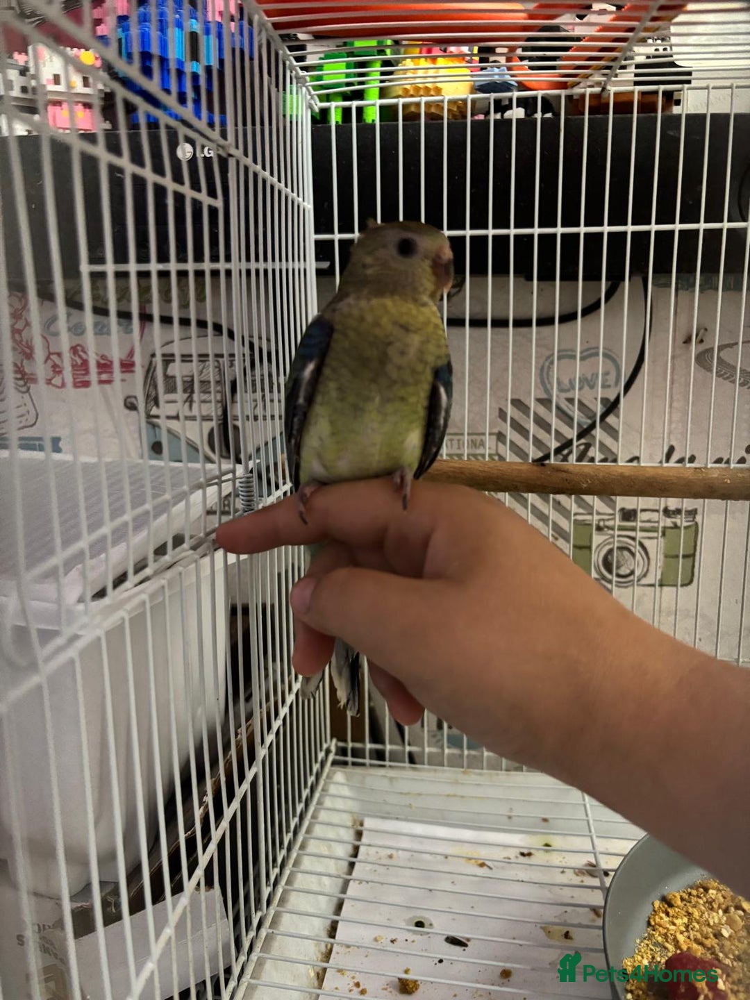 Parakeets birds for sale: Young female red rump  - Image 6