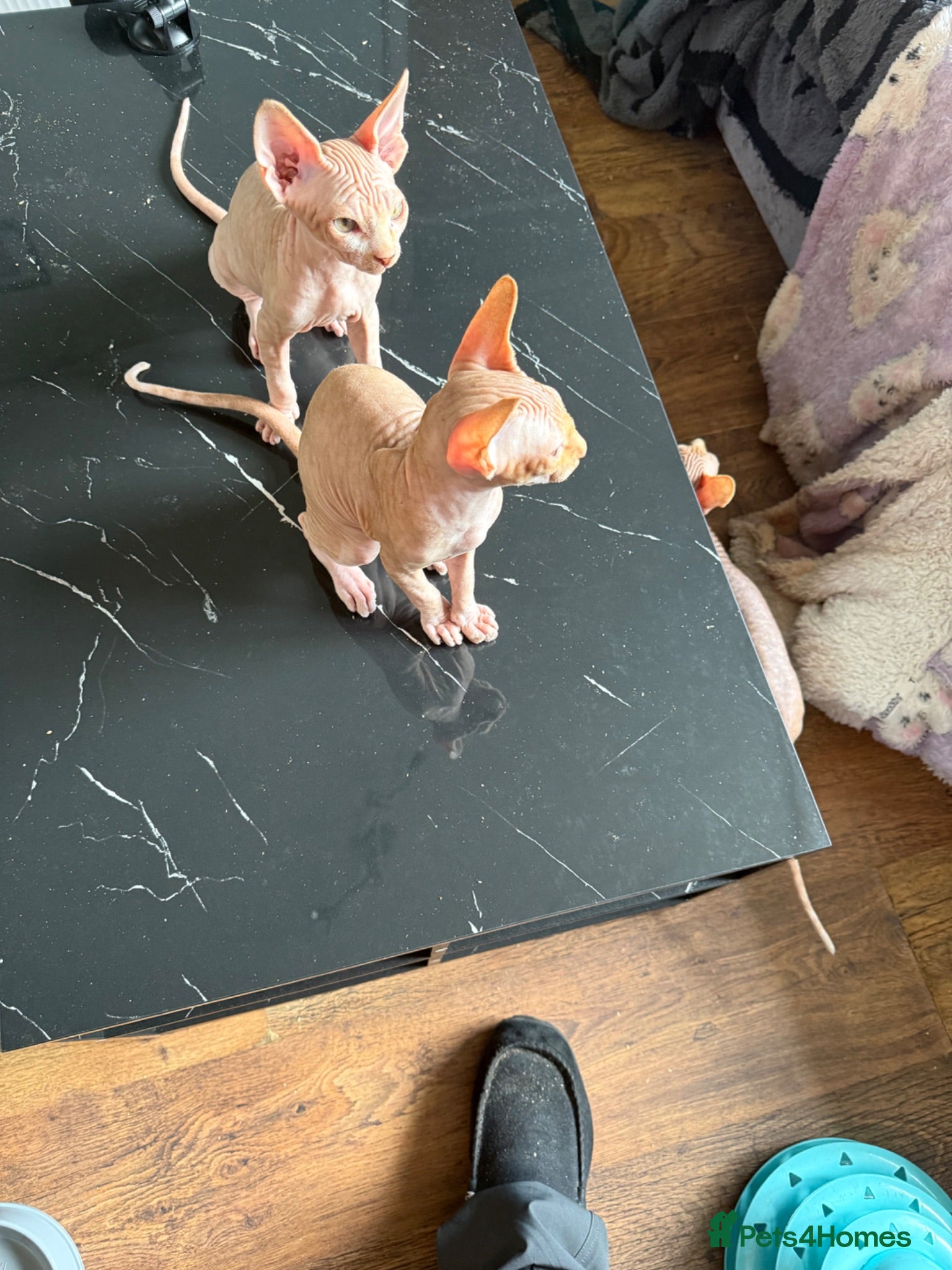 Sphynx cats Beautiful Canadian Sphynx kittens  - Advert 4