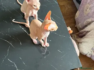 Sphynx cats Beautiful Canadian Sphynx kittens - Advert 4
