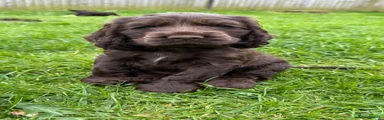 Cocker Spaniel Puppy 3