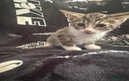 Mixed Breed cats for sale: Tabby/calico  - Image 7
