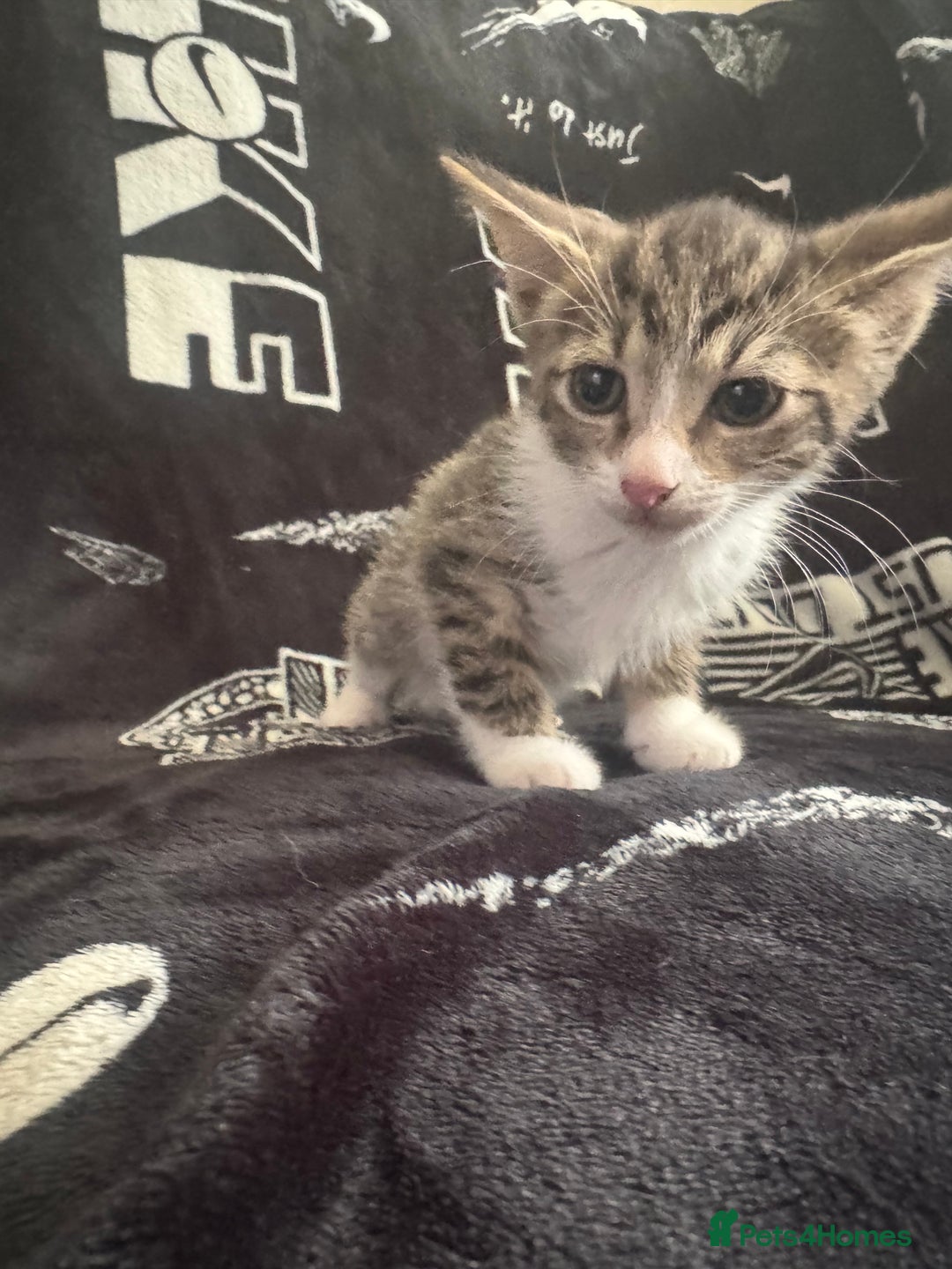 Mixed Breed cats for sale: Tabby/calico  - Image 7