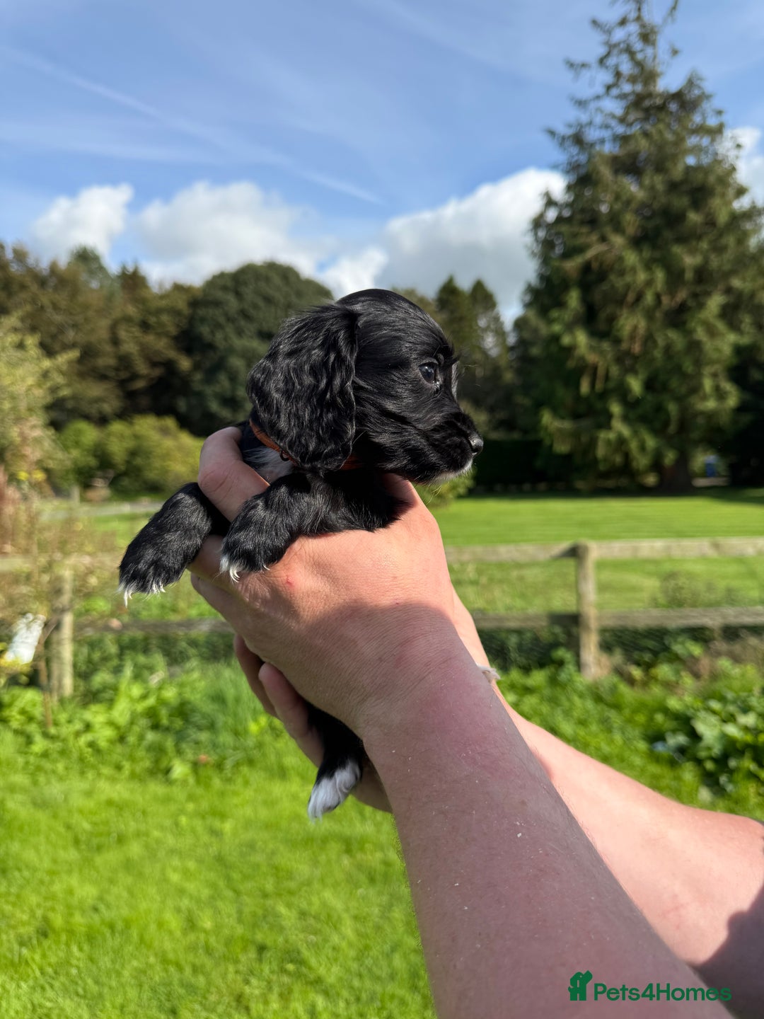 Cocker Spaniel dogs for sale: Ready now KC registered DNA clear  - Image 9