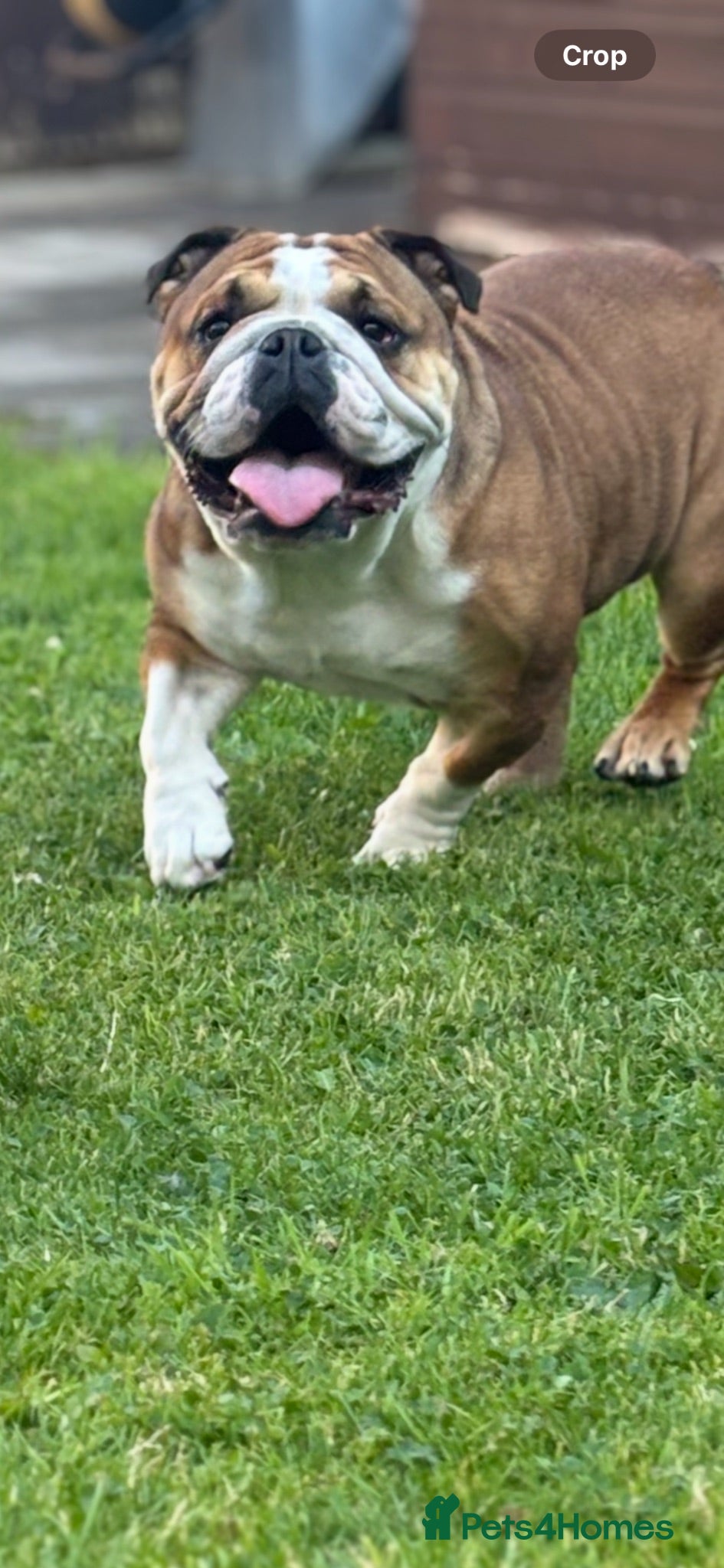 English Bulldog dogs English Bulldog standard female - Advert 12
