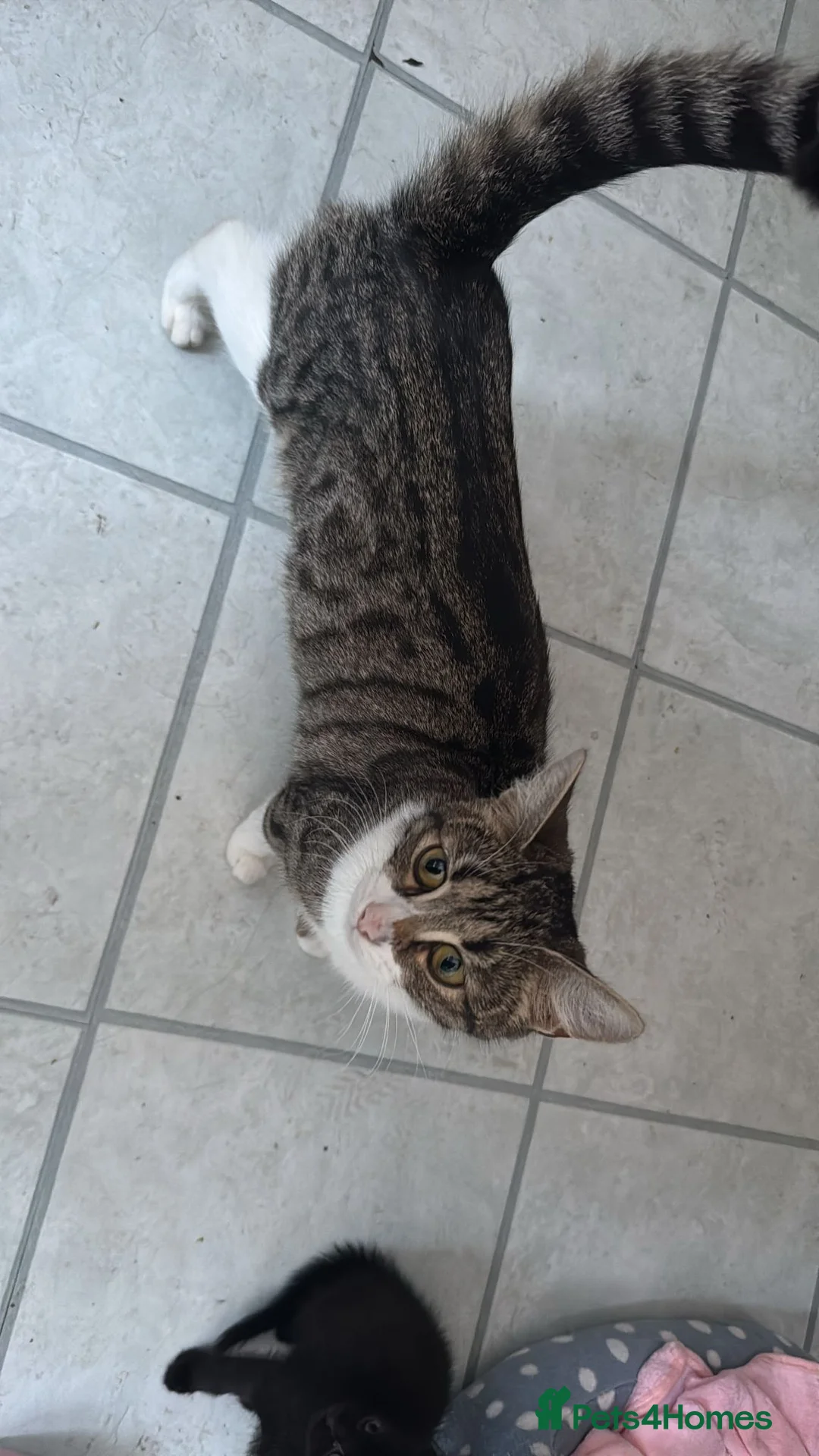 Mixed Breed cats for sale: Mixed breed kittens for sale in Leicester - Advert 9