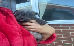 Olde English Bulldogge dogs for sale: Old English Bulldog Puppy’s  - Image 9