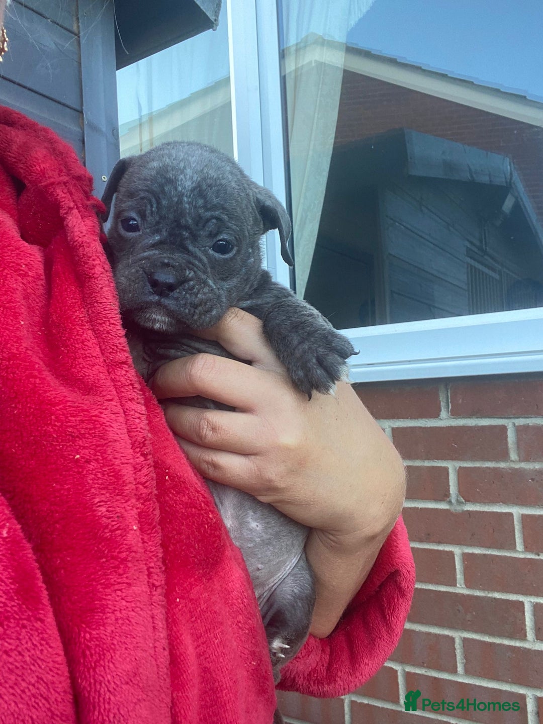 Olde English Bulldogge dogs for sale: Old English Bulldog Puppy’s  - Image 9
