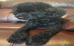 Toy Poodle dogs for sale: Exquisite Toy Poodle Pup - Fully Health Tested  in Gravesend - Image 11
