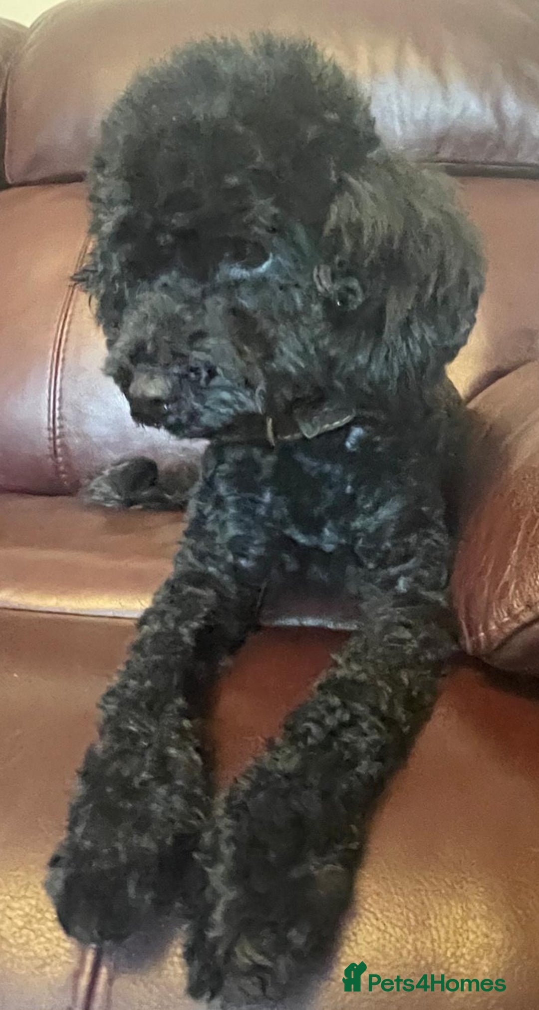 Toy Poodle dogs for sale: Exquisite Toy Poodle Pup - Fully Health Tested  in Gravesend - Image 11