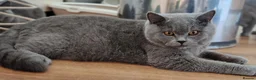 British Shorthair cats for sale: British Shorthair with pedigree kittens for sale.  - Advert 6