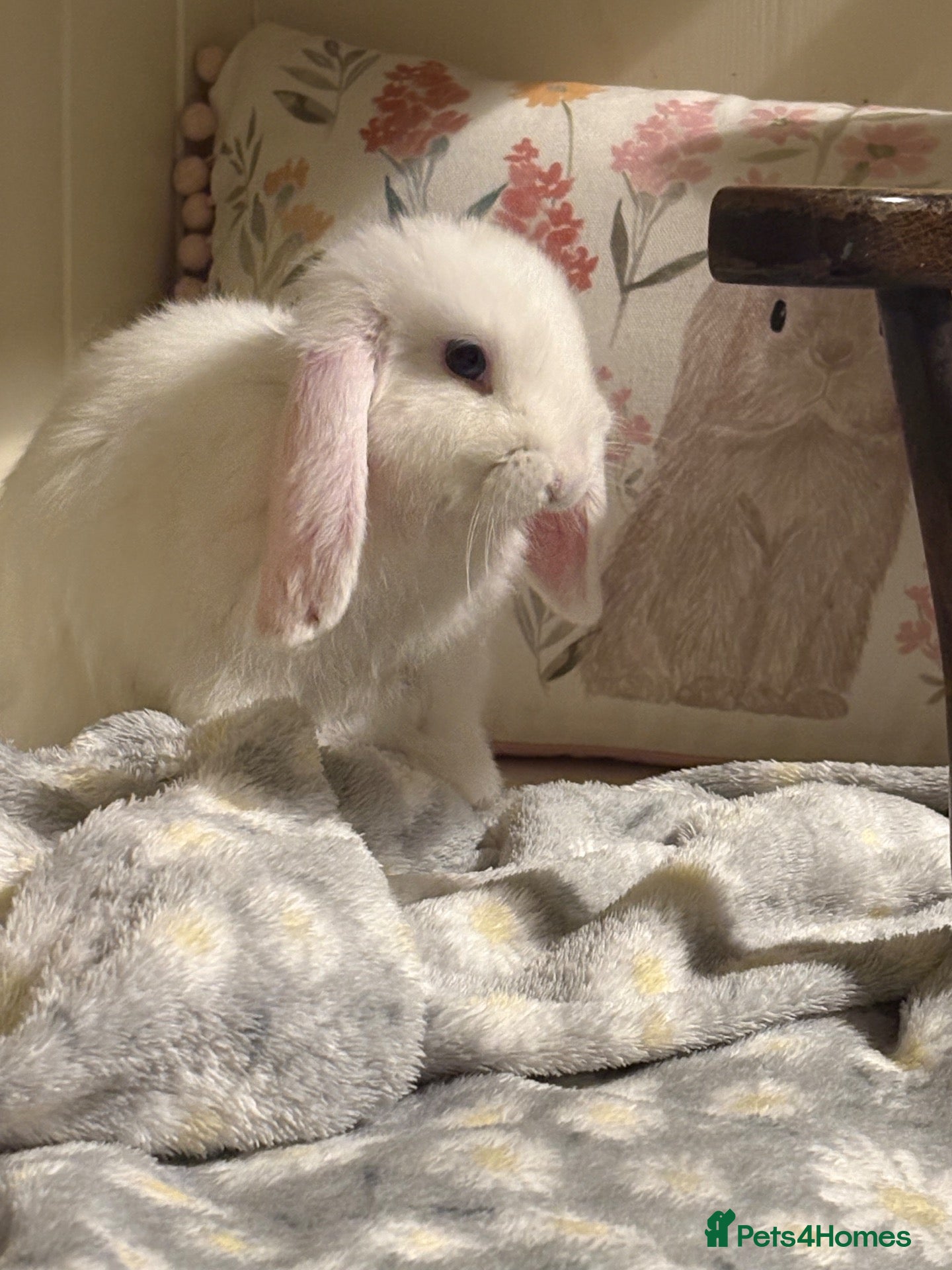 Mini Lop rabbits Mini lops-vaccinated-raised indoors  - Advert 1