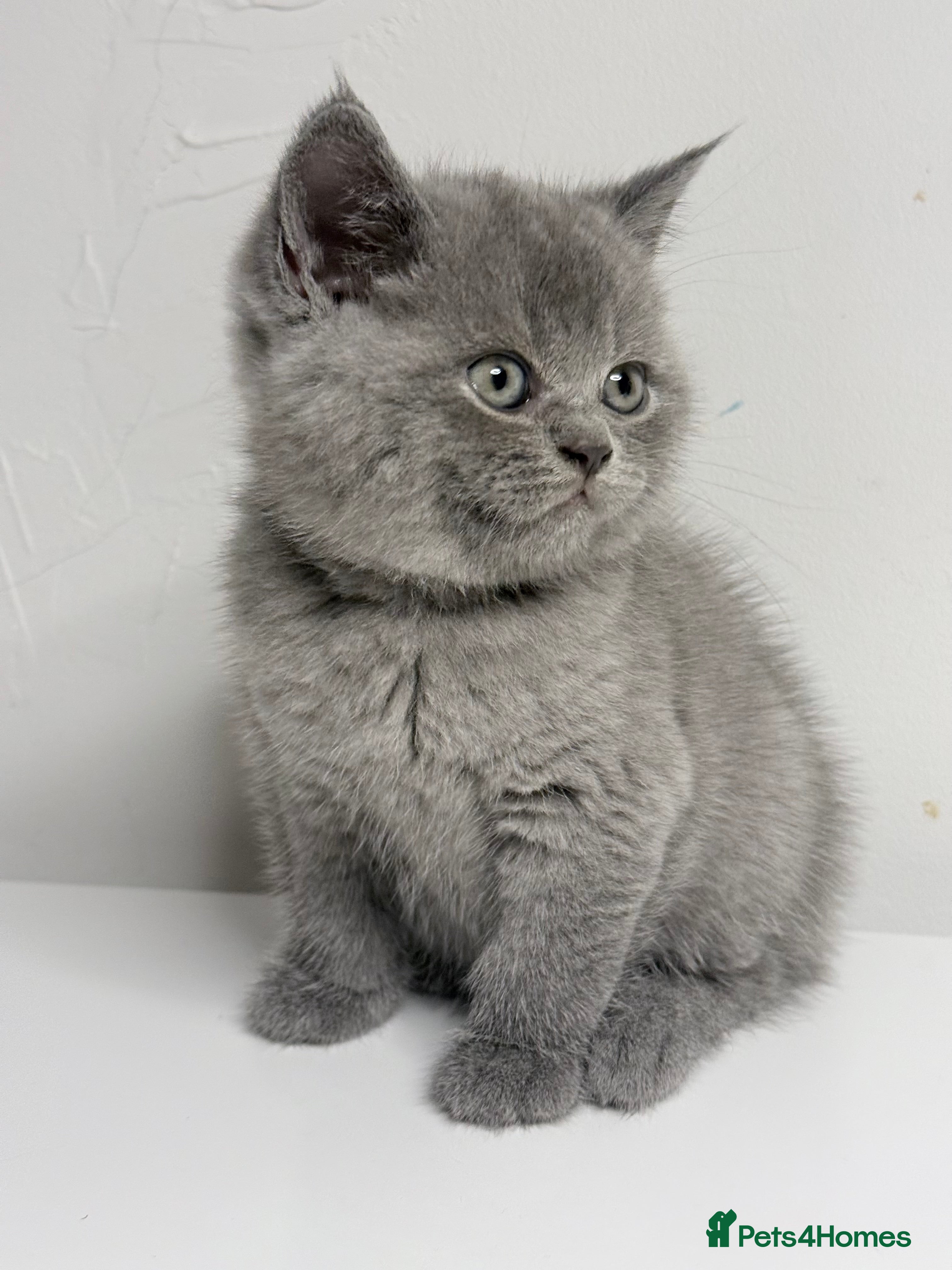British Shorthair cats PURRING 100% PURE SILVER BLUE Champions - Advert 2