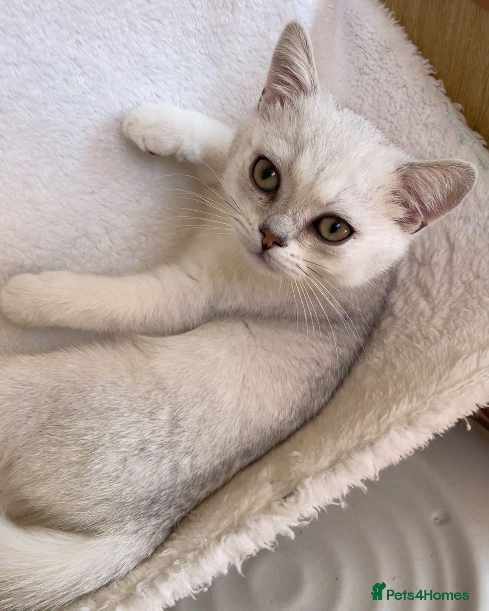 British Shorthair cats BSH Silver/Black Tipped Boys GCCF Registered  - Advert 2