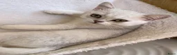 British Shorthair cats for sale: BSH Silver/Black Tipped Boys GCCF Registered  - Advert 13
