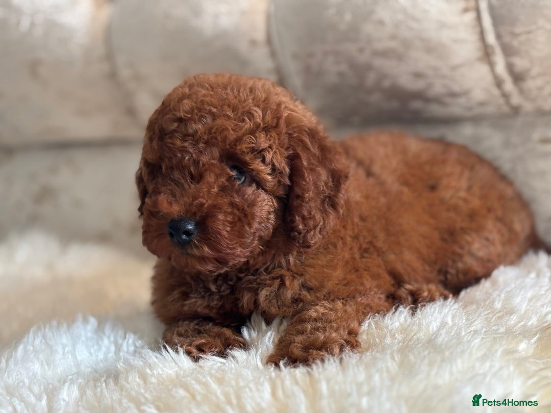 Toy Poodle dogs for sale: Kc reg extremely Heath tested  - Image 14