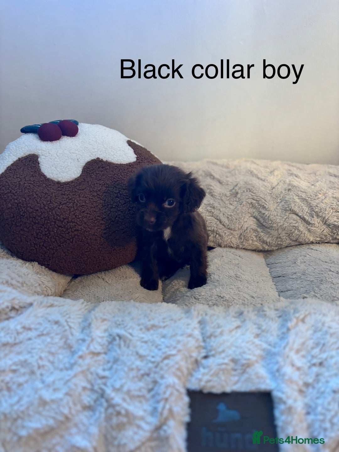 Sprocker dogs for sale: 🐾5 beautiful F1B sprocker spaniels - Advert 2